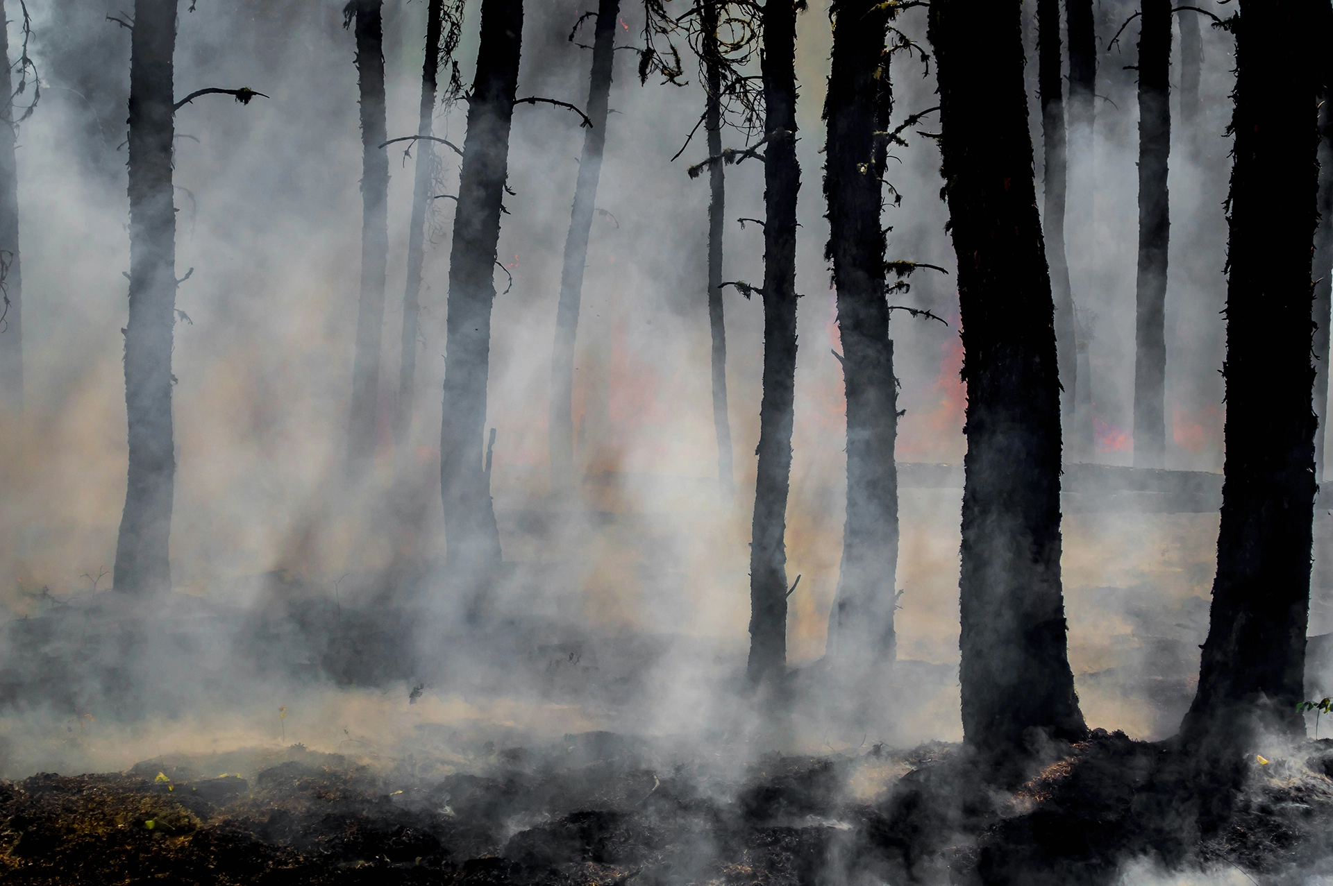 A dense forest with smoke billowing through the trees, indicating the aftermath of a wildfire. The scene is eerie with limited visibility due to the thick smoke.