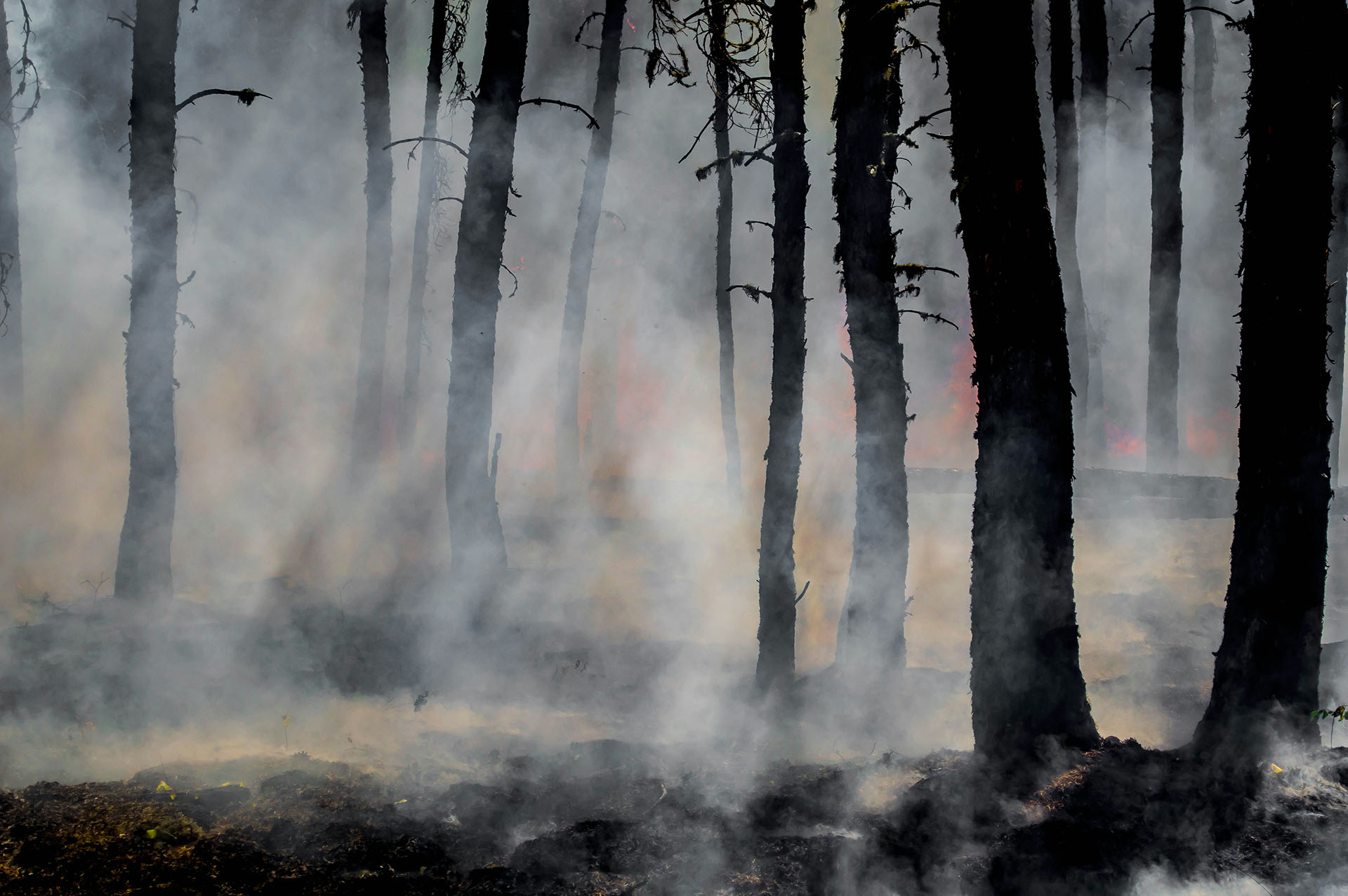 A forest area enveloped in thick smoke, with flames faintly visible through the haze, illustrating the intensity of the wildfire.