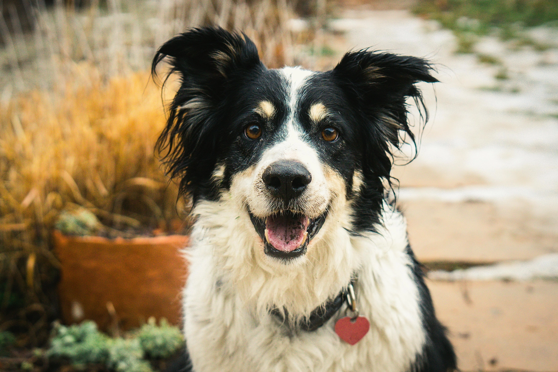 A black and white dog with a red heart-shaped tag, sitting outdoors and looking directly at the camera with a happy expression.